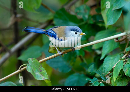 Blu-winged minla-siva, Actinodura cyanouroptera, Sattal, Uttarakhand, India. Foto Stock