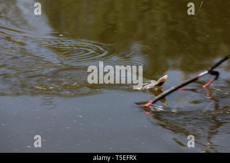 Carpa in guadino appena catturato dall'acqua Foto Stock