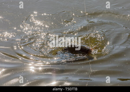 Carpa in guadino appena catturato dall'acqua Foto Stock