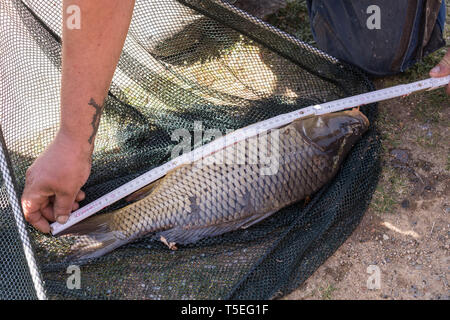 Misura catturati pesci - carp sull'erba. Carpa in rete. Foto Stock