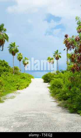 Di sabbia bianca di percorso tra cespugli ed alberi di palme che conduce alla spiaggia. Foto Stock