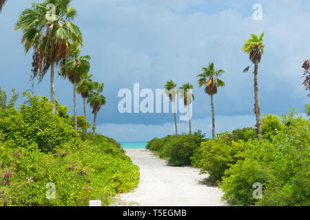 Di sabbia bianca di percorso tra cespugli ed alberi di palme che conduce alla spiaggia. Foto Stock