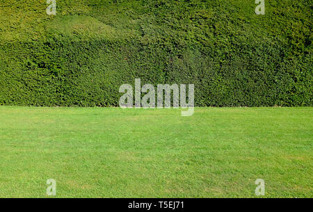 Rifilato yew siepe e tagliare il prato in giardino, Norfolk, Inghilterra Foto Stock