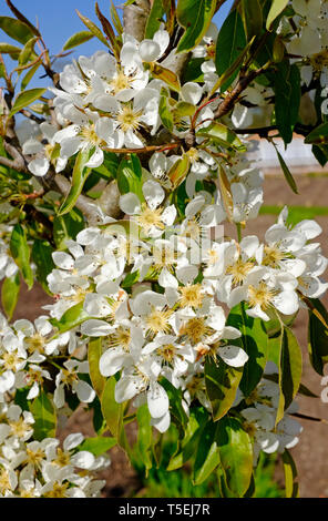 Pera, inverno nelis in fiore, Norfolk, Inghilterra Foto Stock