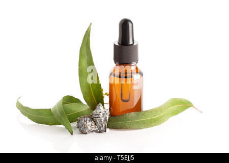 Eucalipto olio essenziale isolati su sfondo bianco. Olio di eucalipto bottiglia di vetro con contagocce Foto Stock