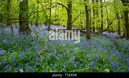 I bluebells primaverili in un legno inglese, Gloucestershire, Inghilterra Foto Stock