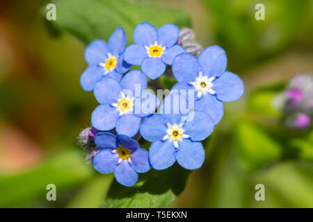 Colore fotografia macro di raccolta di Forget-Me-Non (Myosotis scorpioides) fiori in primavera. Foto Stock