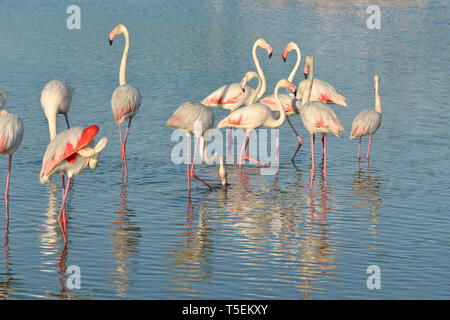 Gruppo di fenicotteri (Phoenicopterus ruber) in acqua, in Camargue è una regione naturale si trova a sud di Arles, Francia Foto Stock