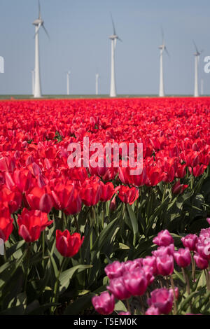 Fioritura di tulipani e moderni mulini a vento vicino Emmeloord, Paesi Bassi Foto Stock