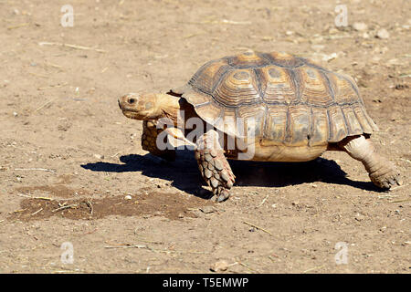 Primo piano della African spronato o tartaruga sulcata tartaruga (Centrochelys sulcata) visto dal profilo e camminare sulla terra Foto Stock