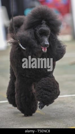 Dog show champion Israele, marrone medio Poodle presentandosi a dog show. Proprietà release disponibile Foto Stock