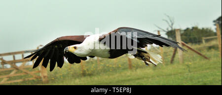 Una foto di un Africano Sea Eagle in volo Foto Stock