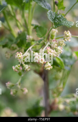 Ribes nigrum fiori in primavera. Foto Stock