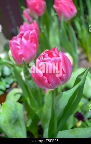 I tulipani in fiore Dome, giardino dalla Baia di Singapore Foto Stock
