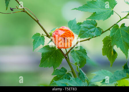 Bella unico fiore rosso branch Foto Stock