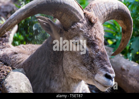 Bharal la testa di capra closeup Foto Stock