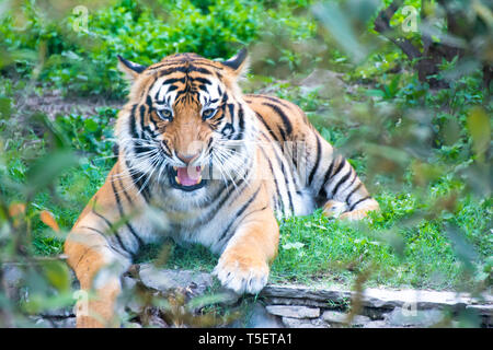 Tigre del Bengala in seduta arrabbiato umore e il contatto visivo Foto Stock