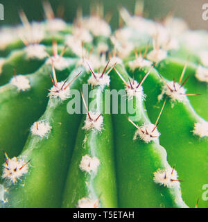 La parte superiore del verde Cactus spinoso. Vista da sopra Foto Stock