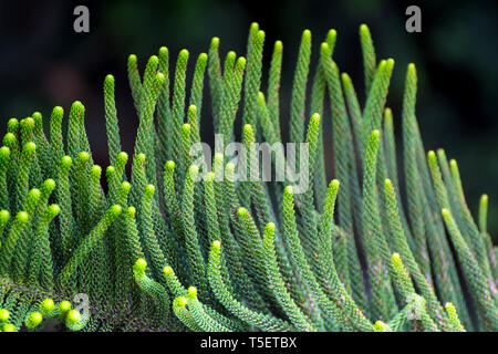 Cryptomeria japonica (Dhupi) tree closeup leafs Foto Stock