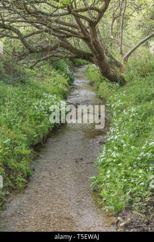 Massa di aglio selvatico Ramsons / Allium ursinum visto crescere sulle rive di un piccolo ruscello in primavera. Ramsons è commestibile. Concetto primavera sbocciano i fiori. Foto Stock