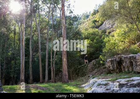 Sicilia Siracusa Provincia, Noto Antica, Cava del Carosello, escursionista a muro di pietra Foto Stock