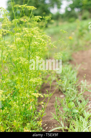 Letti orto di prezzemolo e rucola, piante per insalate, verdure fresche dal giardino Foto Stock