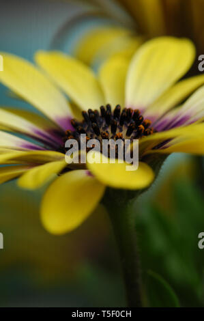 Giallo Daisy africani, Macro Close Up Foto Stock