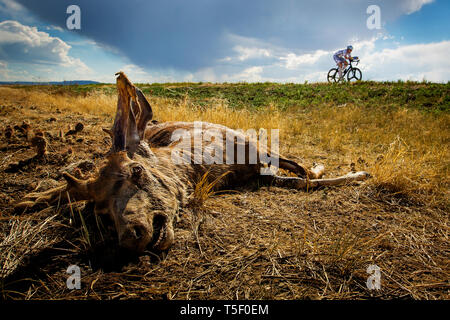 . Dag 5 av RAAM, Race Across America. Foto Stock