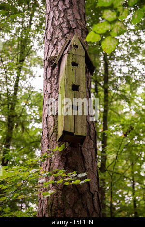 Arrotino manuale su un albero nella foresta, tra alberi, casella di nesting, periodo di allevamento degli uccelli, la protezione degli uccelli Foto Stock