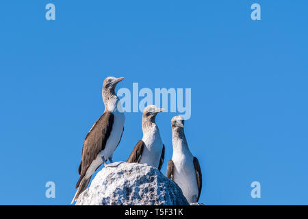 Tre Blu-footed Boobies (Sula nebouxii) arroccata su una roccia sulla costa di Baja California, Messico. Foto Stock