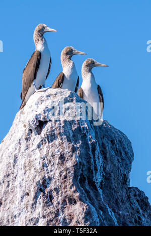 Tre Blu-footed Boobies (Sula nebouxii) arroccata su una roccia sulla costa di Baja California, Messico. Foto Stock