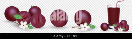 Prugna. Realistico illustrazione vettoriale. Frutta blu, verde foglia, ramo, fiori isolati su sfondo trasparente. Impianto per la decorazione di confezionamento alimentare Illustrazione Vettoriale