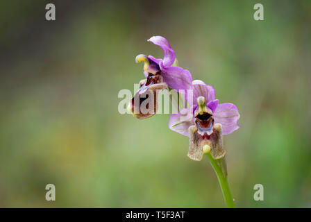 Sawfly orchid, Ophrys tenthredinifera, Andalusia, Spagna meridionale. Foto Stock
