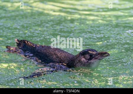 Carino piccolo pinguino nuota al Penguin Island, Rockingham, Australia occidentale Foto Stock