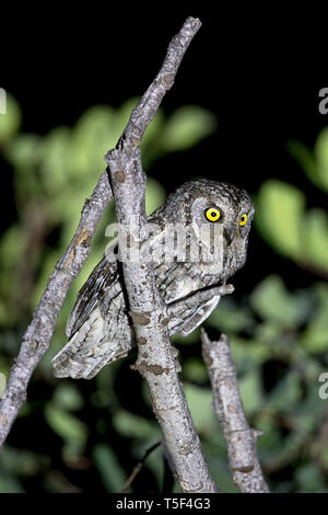 Cipro Assiolo (Otus cyprius) Foto Stock