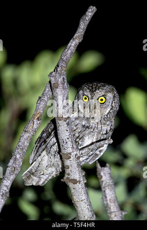 Cipro Assiolo (Otus cyprius) Foto Stock