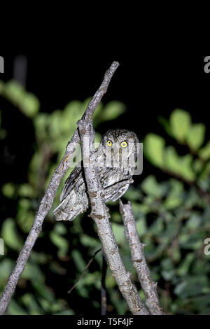 Cipro Assiolo (Otus cyprius) Foto Stock