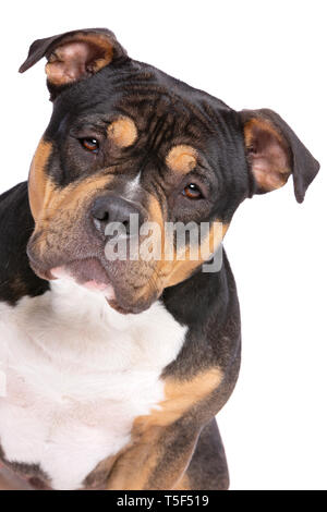 American Bully davanti a uno sfondo bianco Foto Stock