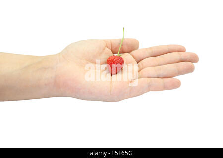 Mano che tiene un paio di rosso fresco Fragole piccoli isolati su sfondo bianco. Immagine ad alta risoluzione gallery. Foto Stock