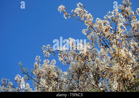 Fioritura sanguinello sulla soleggiata giornata di primavera di fronte blu cielo privo di nuvole Foto Stock