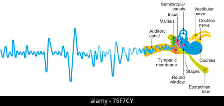Orecchio umano anatomia con didascalie, accurata dal punto di vista medico 3D illustrazione con onda sonora Foto Stock