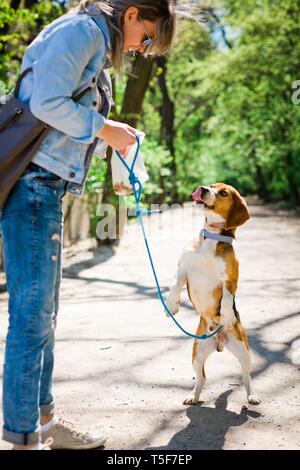 Bigle come cane al guinzaglio jumping per ottenere ricompensa - dolce bocconcino - che mostra la linguetta Foto Stock