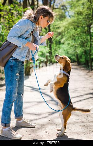 Bigle come cane al guinzaglio jumping per ottenere ricompensa - dolce bocconcino. Donna esercizio pet su strada forestale. Foto Stock