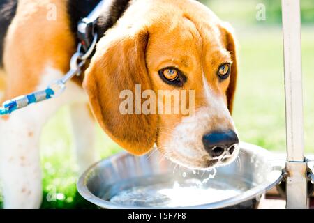 Bigle cane acqua potabile dalla vaschetta in acciaio - pet migliore amico Foto Stock