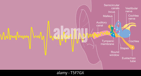 Orecchio umano anatomia con didascalie, accurata dal punto di vista medico 3D illustrazione con onda sonora Foto Stock
