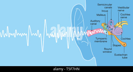 Orecchio umano anatomia con didascalie, accurata dal punto di vista medico 3D illustrazione con onda sonora Foto Stock