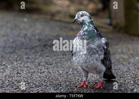 Close up di un piccione in piedi su asfalto Foto Stock
