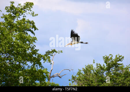 Minore, Sunda-Marabu, Malaien-Storch, Java-Marabu oder Kleiner Adjutant, Marabout chevelu, Leptoptilos javanicus, indiai marabu, Sri Lanka Foto Stock