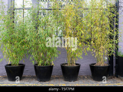 Piante di bambù in vasi al di fuori di una casa londinese Kynance Mews, South Kensington SW7, Londra. Inghilterra Foto Stock