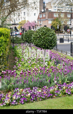 Hyde park aiuola a molla con i tulipani. City of Westminster. Londra, Regno Unito Foto Stock